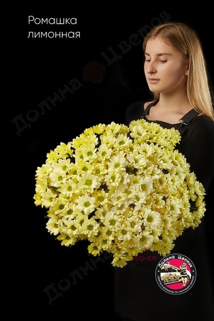 Хризантема кустовая (ромашка) лимонная.