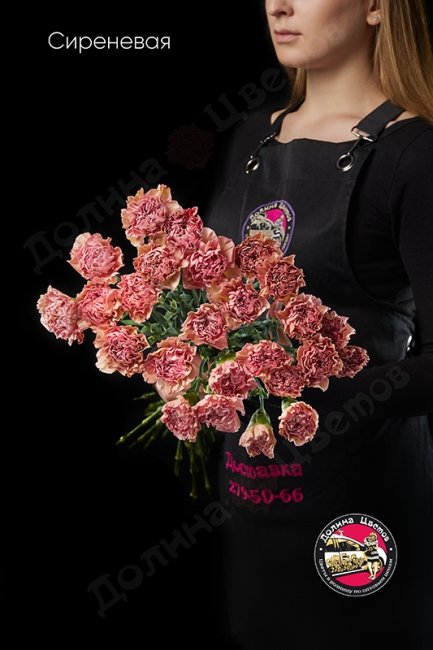 Гвоздика сиреневая.