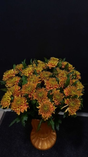 Хризантема одноголовая зелёная.