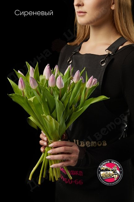 Тюльпан Сиреневый