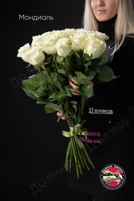 Розы Мондиаль  (высота  60см)