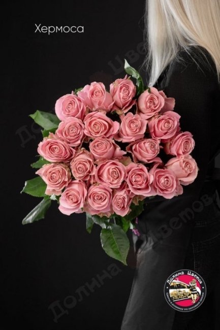 Розы Хермоса  (высота  80см)