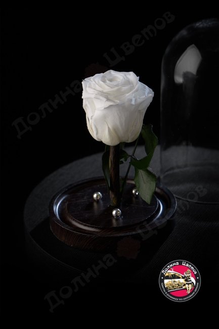 Роза в колбе белая