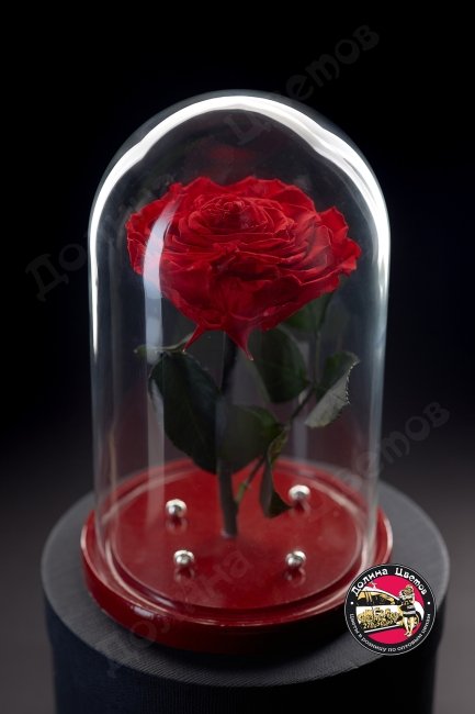 Роза в колбе красная ПРЕМИУМ