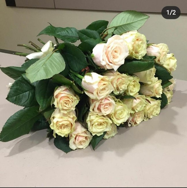 Роза Талея. Букет из 25 роз. Высота 40 см