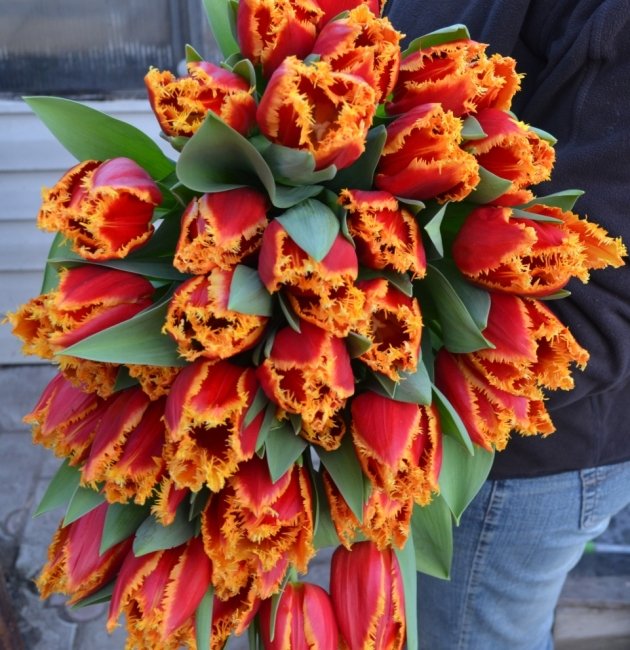 Букет из 201 тюльпана. красный с желтой бахромой