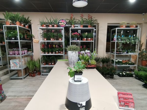 Пеларгония микс