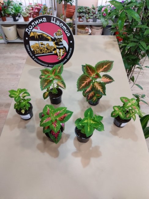 Колеус Визар микс 11.9.20