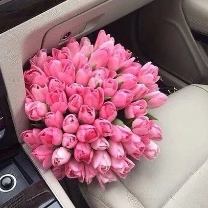 Букет из 75 тюльпанов. нежно-розовый