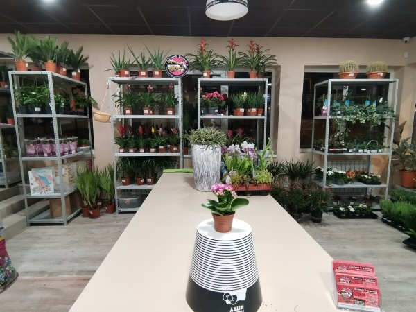 Каланхое розалина