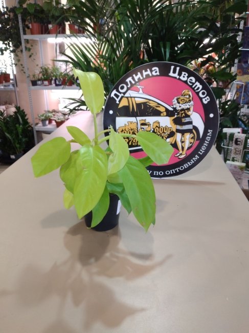 Филодендрон Малай Голд