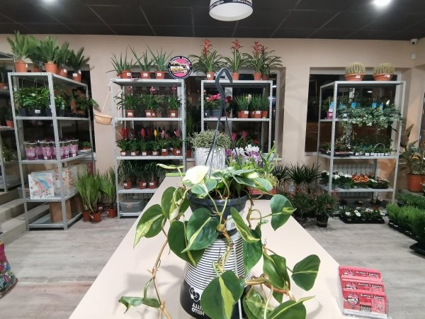 Сциндапсус